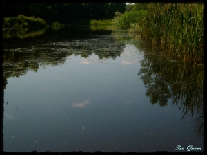Libellen auf dem Kaulsdorfer Teich