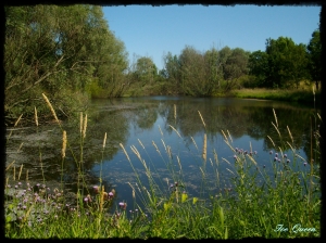Blick auf den mittleren Kaulsdorfer Teich