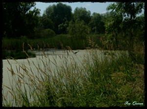 Graureiher im Teich