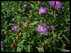 Kornblumen mit Biene